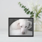 ホワイトユニークラブラドールレトリエバーミックスドッグの写真 ポストカード (スタンド正面)