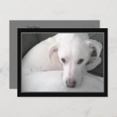 ホワイトユニークラブラドールレトリエバーミックスドッグの写真 ポストカード (正面/裏面)