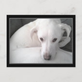 ホワイトユニークラブラドールレトリエバーミックスドッグの写真 ポストカード (正面)