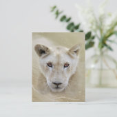 ホワイトライオンスピリットウォリアアフリカ ポストカード (スタンド正面)