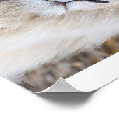 ホワイトライオン ポスター (角)