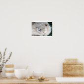 ホワイトライオン ポスター (キッチン)