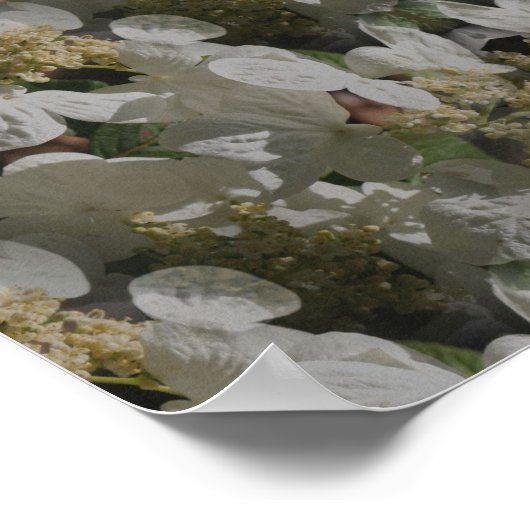 ホワイトラケキャップアジサイフローラ鏡抽象芸術 ポスター (角)