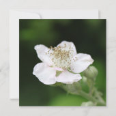 ホワイトラズベリー全パーティの招待状 招待状 (裏面)