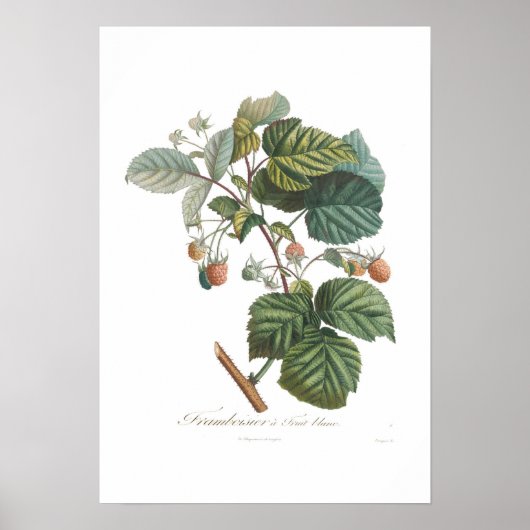 ホワイトラズベリー ポスター (正面)