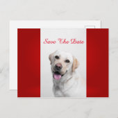 ホワイトラブラドール 案内ポストカード (正面/裏面)