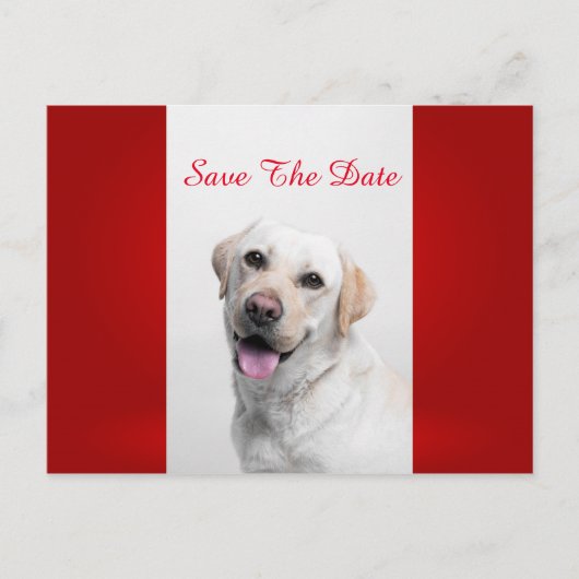 ホワイトラブラドール 案内ポストカード (正面)