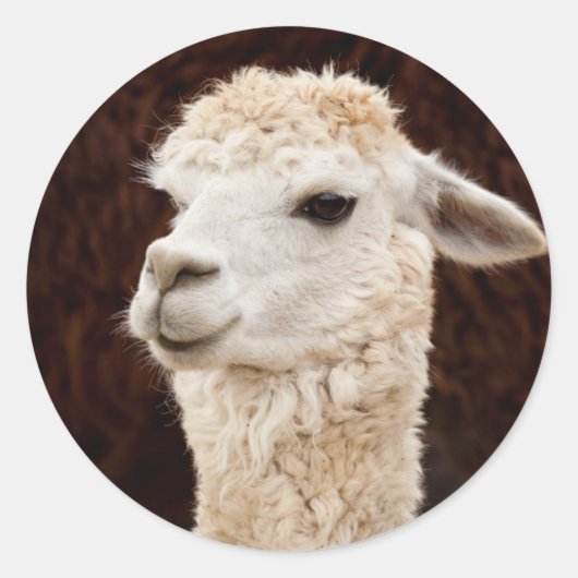 ホワイトラマ ラウンドシール (正面)