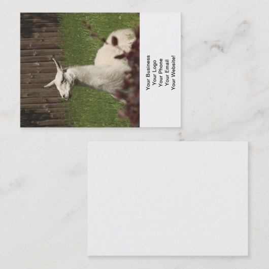 ホワイトラマ 名刺 (正面/裏面)