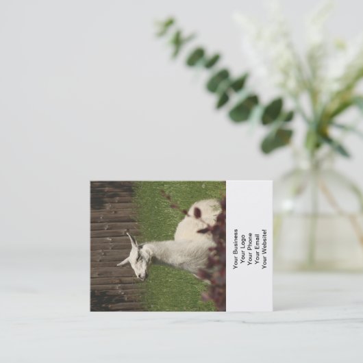 ホワイトラマ 名刺 (スタンド正面)