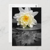 ホワイトリイ写真 ポストカード (正面/裏面)