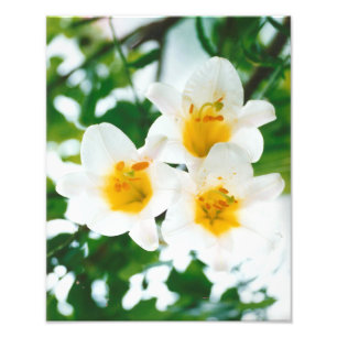 ホワイトリイ – Lilium candidum フォトプリント