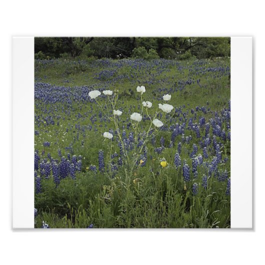 ホワイトリックポピー フォトプリント            (正面)