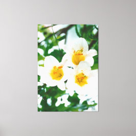 ホワイトリリー – カンジダム キャンバスプリント