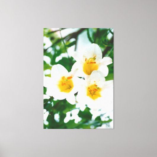 ホワイトリリー – カンジダム キャンバスプリント (正面)