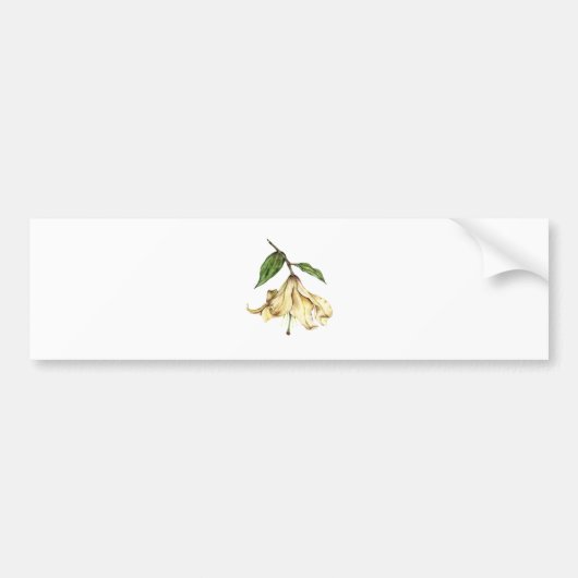 ホワイトリリー バンパーステッカー (正面)