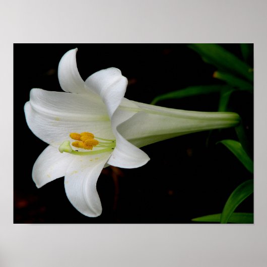 ホワイトリリー ポスター (正面)