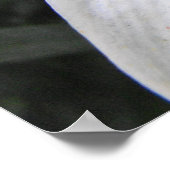 ホワイトリリー ポスター (角)