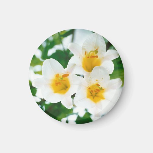 ホワイトリリー – 愛のシンボル マグネット (正面)