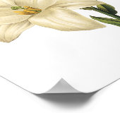 ホワイトリリー(Lilium candidum) by Redoute ポスター (角)