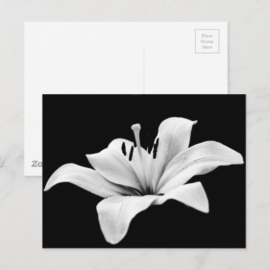 ホワイトリリ ポストカード (正面/裏面)