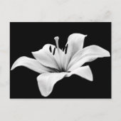 ホワイトリリ ポストカード (正面)