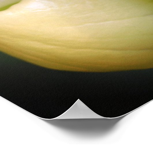 ホワイトレディースリッパーオーキッドフラワーペア ポスター (角)