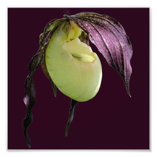 ホワイトレディースリッパーオーキッドフラワー8x8 フォトプリント            (正面)