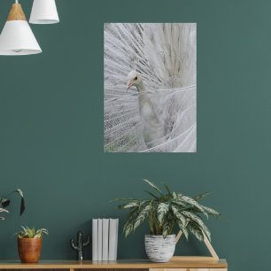 ホワイトレースポスター ポスター