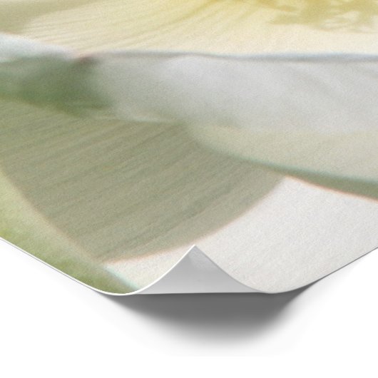 ホワイトロス ポスター (角)