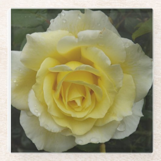 ホワイトローズガラスコースター ガラスコースター (正面)