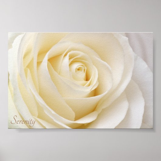 ホワイトローズセレニティ ポスター (正面)