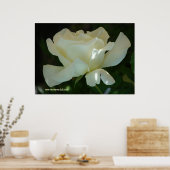 ホワイトローズバレリーナ ポスター (キッチン)