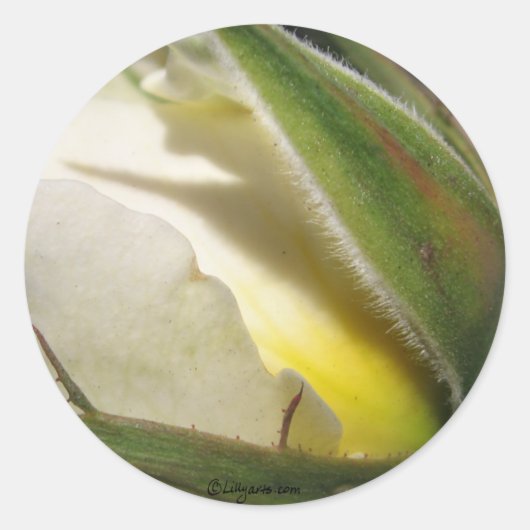 ホワイトローズバ結婚ド封筒用シール ラウンドシール (正面)