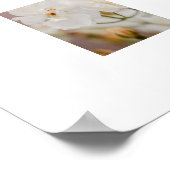 ホワイトローズフローラ植物性自然写真 ポスター (角)