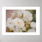 ホワイトローズフローラ植物性自然写真 ポスター (正面)