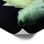 ホワイトローズブドフラワー鏡抽象芸術 ポスター (角)