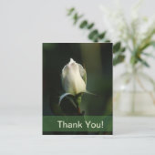 ホワイトローズブド ポストカード (スタンド正面)