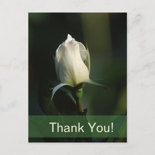 ホワイトローズブド ポストカード (正面)