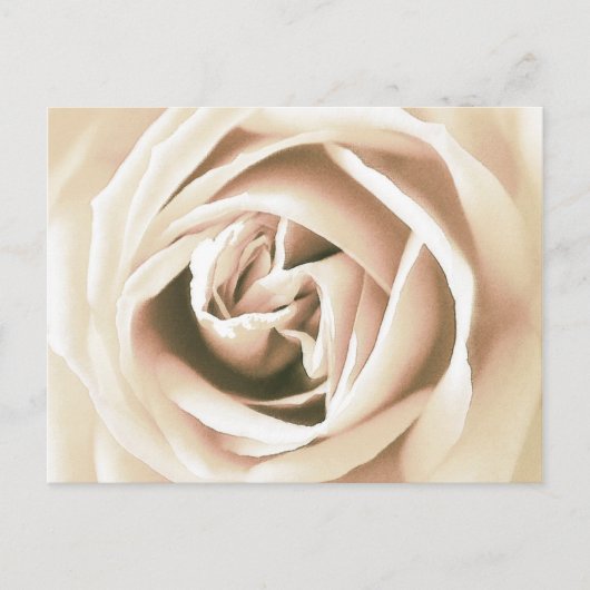 ホワイトローズプリント ポストカード (正面)