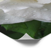 ホワイトローズポスタープリント ポスター (角)