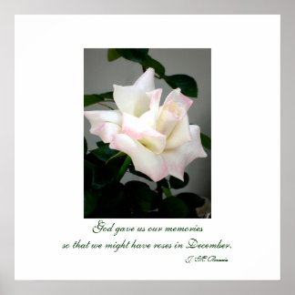 ホワイトローズポスター/プリント ポスター