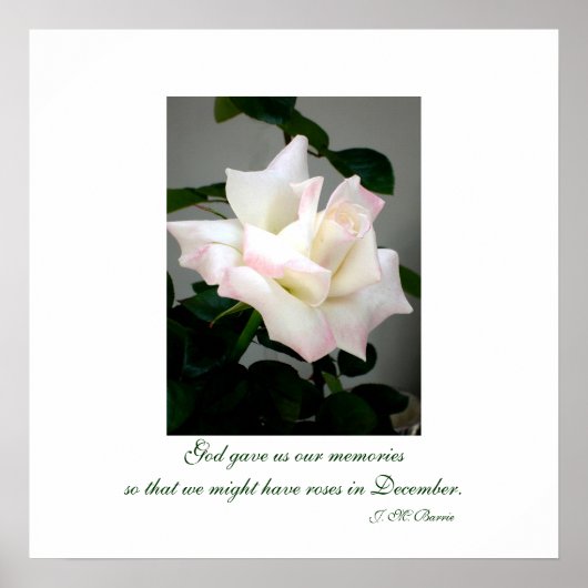 ホワイトローズポスター/プリント ポスター (正面)