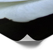 ホワイトローズポスター ポスター (角)