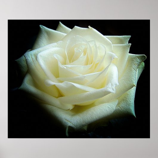 ホワイトローズポスター ポスター (正面)