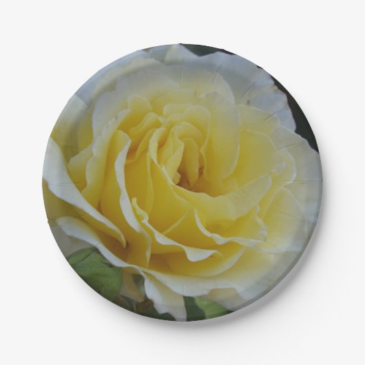 ホワイトローズ紙プレート ペーパープレート (正面)