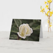 ホワイトローズ聖なる書物、 経典カード箴言3 カード (黄色い花)