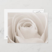 ホワイトローズ花びら ポストカード (正面/裏面)