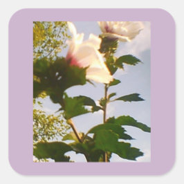 ホワイトローズ スクエアシール