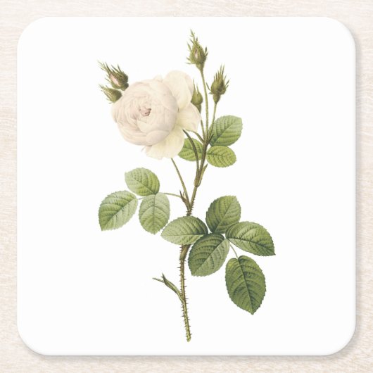 ホワイトローズ(ロザカンパニュラタアルバ)バイレッドヴェー スクエアペーパーコースター (正面)